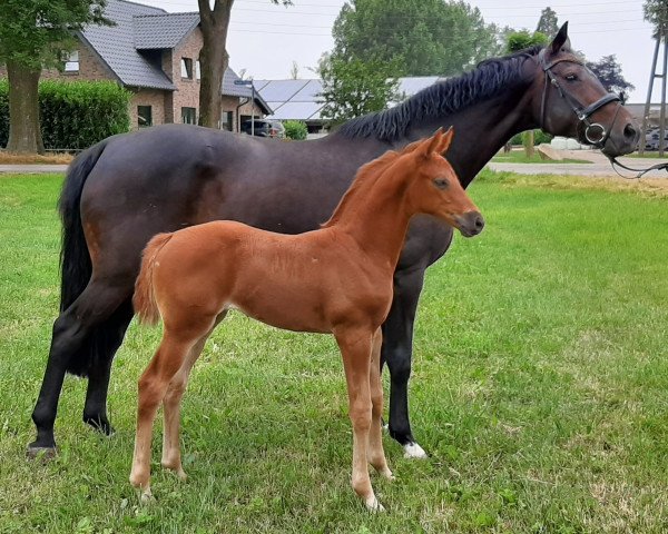 horse Doris (Rhinelander, , from Destano) horse Doris (Rhinelander, , from Destano)