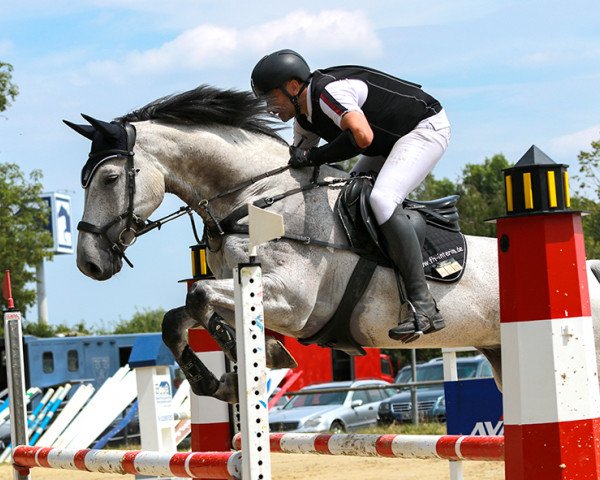 Springpferd Oscar dos Santos (Holsteiner, 2011, von Quirado)
