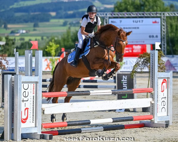 jumper Red Rose V (Czech Warmblood, 2011, from Caesar) jumper Red Rose V (Czech Warmblood, 2011, from Caesar)