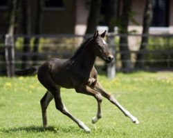 jumper Born To Be Wild (KWPN (Royal Dutch Sporthorse), 2006)