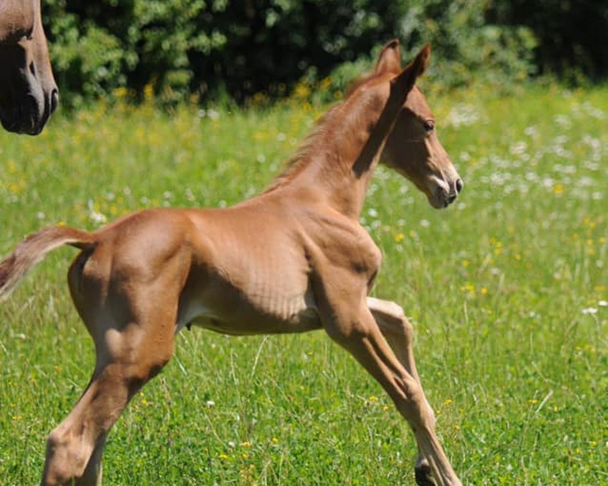 Pferd Chipollina (Württemberger, 2019, von Chacfly PS)