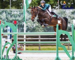 jumper Dancing Queen Z (Zangersheide riding horse, 2008, from Dulf van den Bisschop)