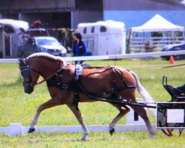 stallion Avici Ass (4,93% ox) (Edelbluthaflinger, 2014, from Armani Ass (4,004% ox))
