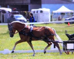 Deckhengst Avici Ass (4,93% ox) (Edelbluthaflinger, 2014, von Armani Ass (4,004% ox))