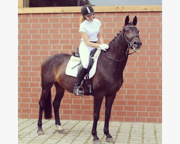 jumper Iman 20 (Trakehner, 2003, from Schiffon)