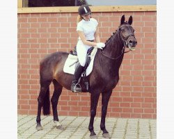jumper Iman 20 (Trakehner, 2003, from Schiffon)