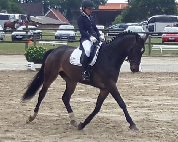 horse Guardian KZI (Swiss Warmblood, 2013, from Genesis)