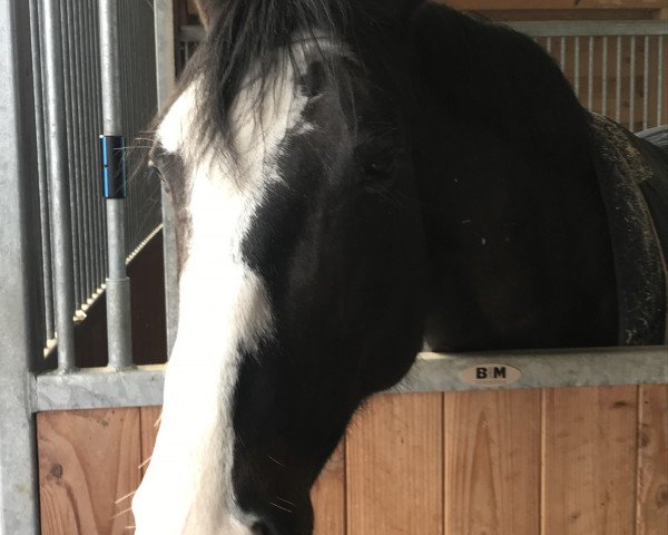 jumper White Spot (German Warmblood, 2013, from Nurjev)