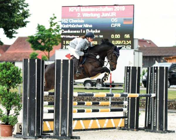 jumper Cherisis (Oldenburg show jumper, 2012, from Canturano I)
