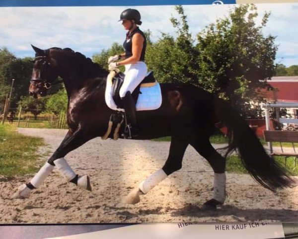 horse Desamaro (Hanoverian, 2015, from De Niro)