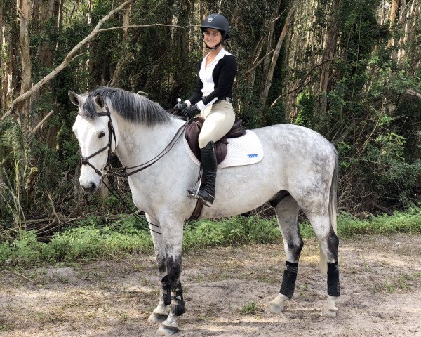 jumper Cento de Revel (Oldenburg show jumper, 2010, from Cento)