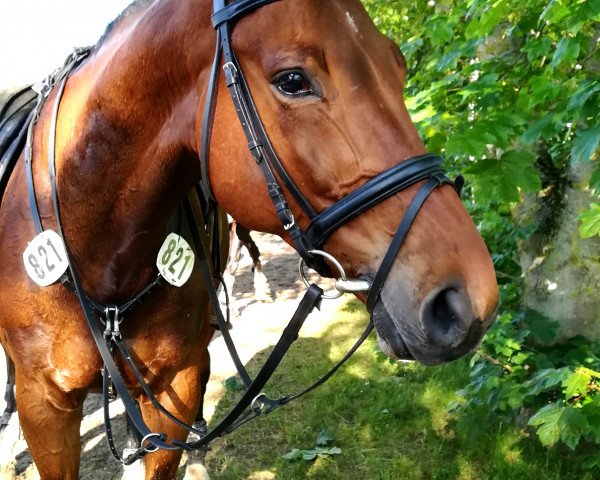 jumper Nako 4 (Polish Warmblood, 2009, from Czarczaf)