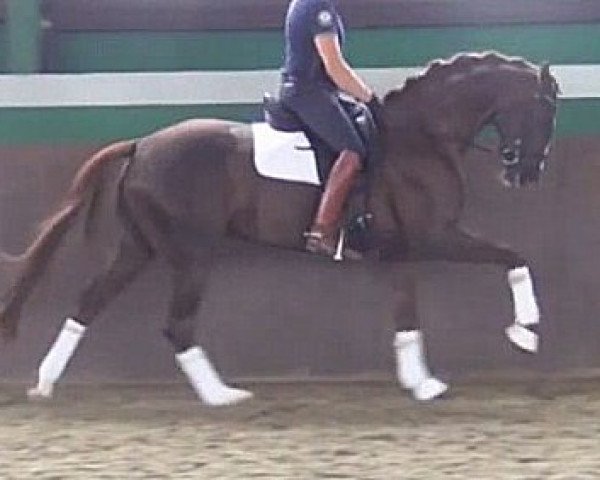 dressage horse Secco 8 (Hanoverian, 2011, from Sarkozy 3)