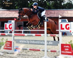 Springpferd Constantino K WE (Deutsches Reitpony, 2013, von Cyranno WE)