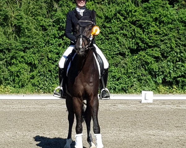 Dressurpferd Goldsee (Rheinländer, 2015, von Goldberg)