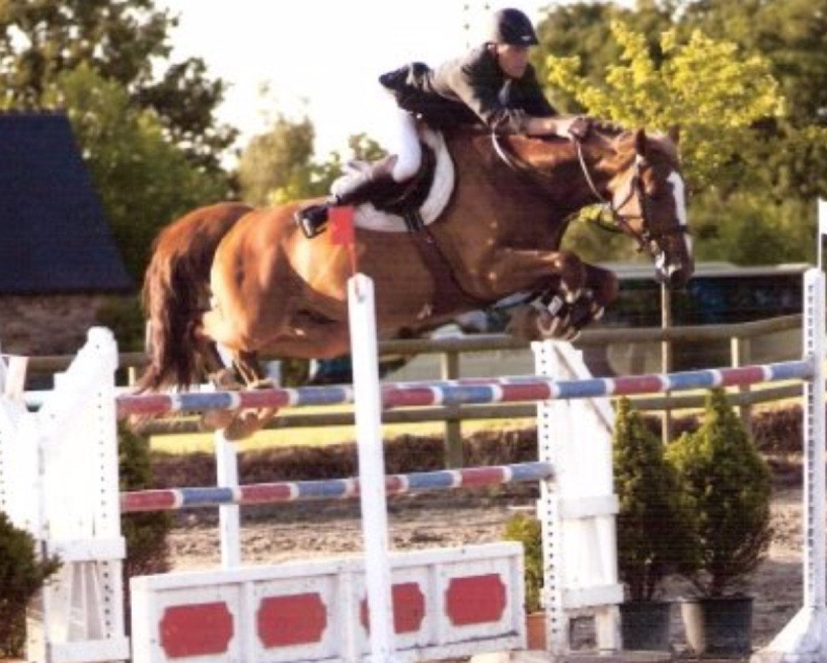 horse Cyrano de Lizami D'10 (Belgian Warmblood, 2002, from Ohio van de Padenborre)