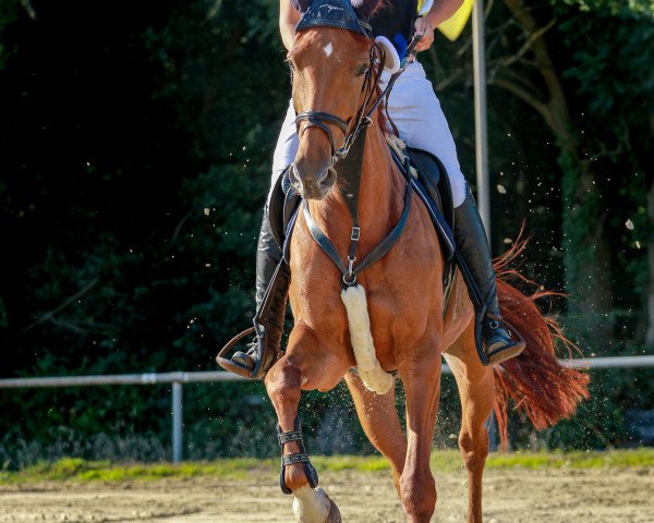 jumper Carrera 70 (Westphalian, 2012, from Christoph Columbus)