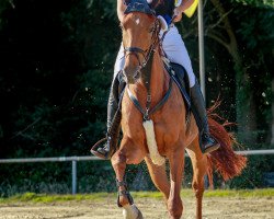jumper Carrera 70 (Westphalian, 2012, from Christoph Columbus)