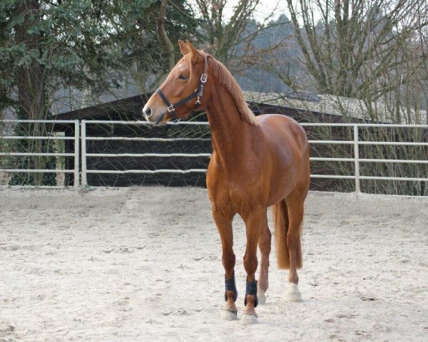 Springpferd Amber-Mae (Westfale, 2014, von Arpeggio)