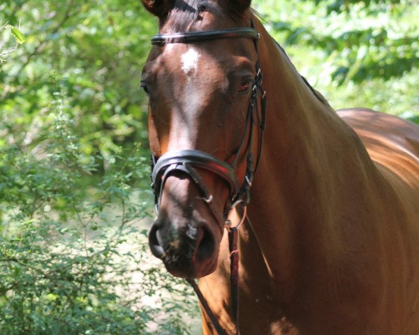 dressage horse Fritz 387 (Saxony-Anhaltiner, 2000, from Ferman)