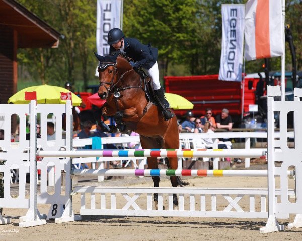 Springpferd Don Laredo 3 (Oldenburger Springpferd, 2014, von Don Diarado)