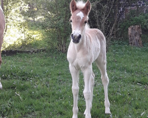 Zuchtstute Mariella (Westfale, 2019, von Maxwell 56)