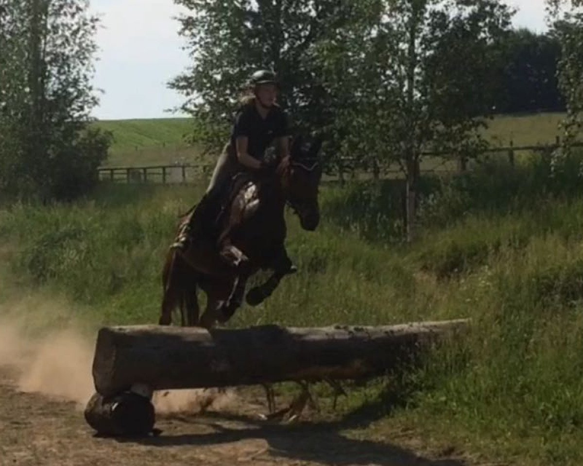 jumper Quentin Quickwit (Holsteiner, 2009, from Quick Orion d'Elle 189 FIN)