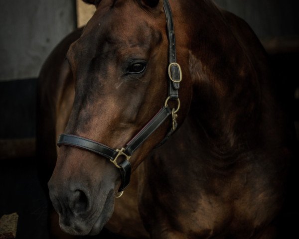 broodmare U.Meria PB (KWPN (Royal Dutch Sporthorse), 2001, from Oo-Seven)