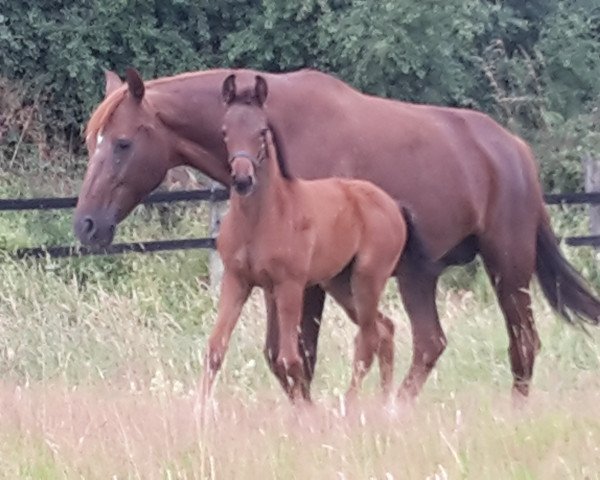 Springpferd Grembeck's Glory (Westfale, 2019, von Goldberg)