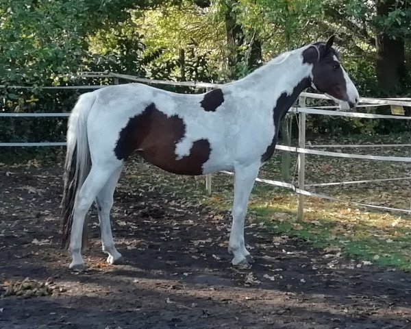 Zuchtstute Santana D (Deutsches Reitpferd, 2007, von Samico F)