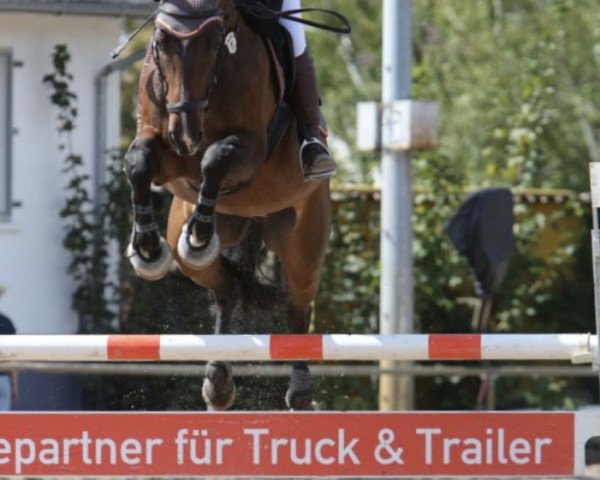 jumper Ruby 165 (Hanoverian, 2006, from Rotspon)