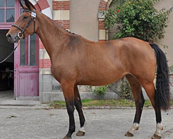 broodmare Tutti Frutti Semilly (Selle Français, 2007, from Diamant de Semilly)