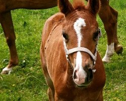 Pferd Stute von Selectric / Abanos (Westfale, 2019, von Selectric)