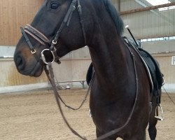 Dressurpferd Django Camaro (Deutsches Sportpferd, 2013, von Decurio 3)