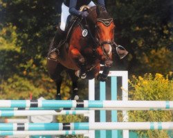 broodmare Cira Hs (Holsteiner, 2007, from Casall Ask)