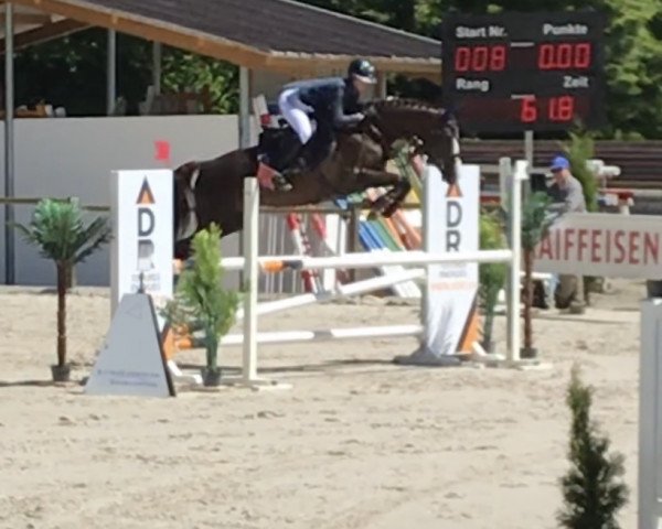 jumper Jessy XXV (anglo european sporthorse, 2014, from Denzel Vt Meulenhof)