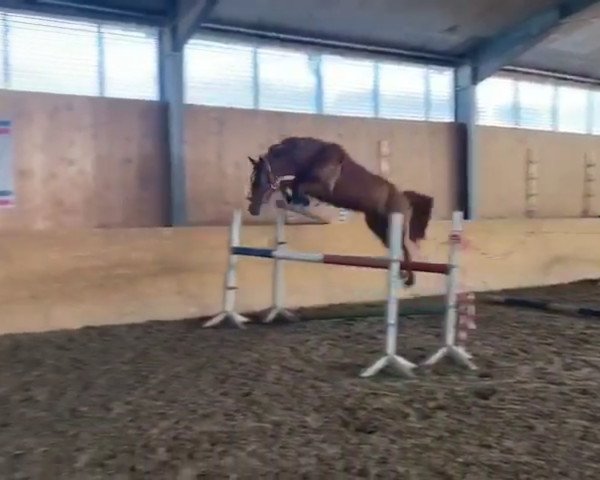 jumper Bon Voyage B (German Warmblood, 2014, from Balou Brave Heart)