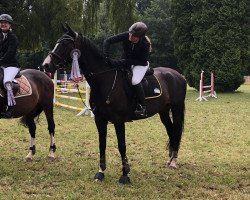 broodmare Caramba 96 (Holsteiner, 2009, from Carentan)