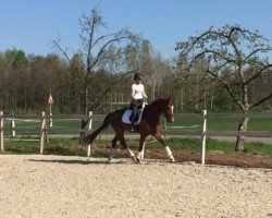 dressage horse Florenzius (German Sport Horse, 2015, from Franziskus FRH)