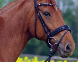 broodmare Cassiopeia 75 (Oldenburg, 2006, from Dimaggio)