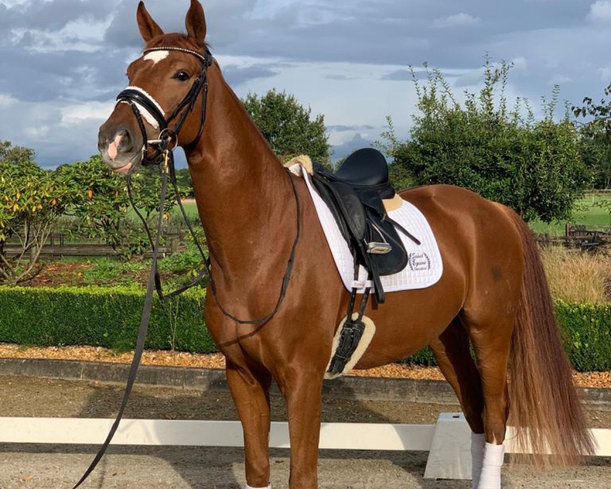 horse Sky S (Westphalian, 2015, from Sir Heinrich OLD)