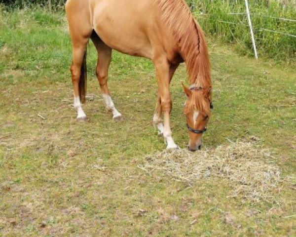Pferd Queen Fleur C (Belgisches Warmblut, 2016, von Vigo d'Arsouilles)