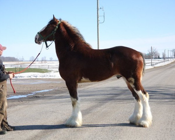 Deckhengst Century Lane Majestic (Clydesdale, 2008, von Pinnacle's Sensational Azar) Deckhengst Century Lane Majestic (Clydesdale, 2008, von Pinnacle's Sensational Azar)