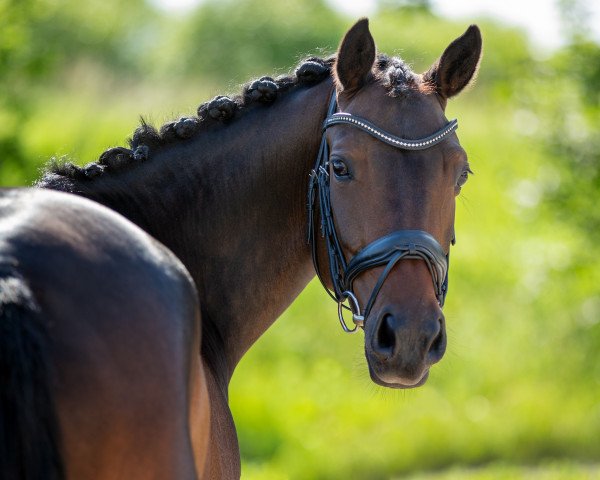 dressage horse Dulcinea At (German Riding Pony, 2015, from Dance Star AT NRW)