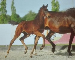 Pferd Hengst von Apollon / Rockwell (Westfale, 2019, von Apollon)