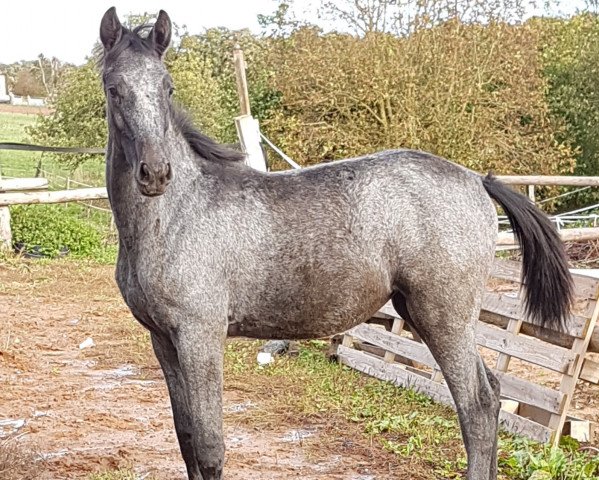 horse Cortina (Zweibrücken, 2019, from Cornet Obolensky)