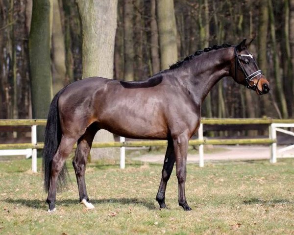 horse Double O Seven (Hanoverian,  , from Dressage Royal)