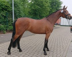 Pferd Macarena SK (Oldenburger Springpferd, 2015, von Cornet's Prinz)