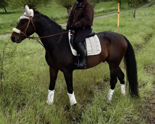 horse Scirocco (Austrian Warmblood, 2017, from Scolari)