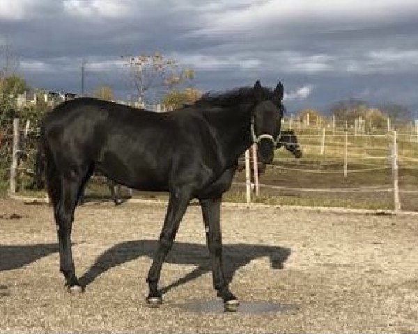 horse Sarafina (Austrian Warmblood, 2020, from Secret)